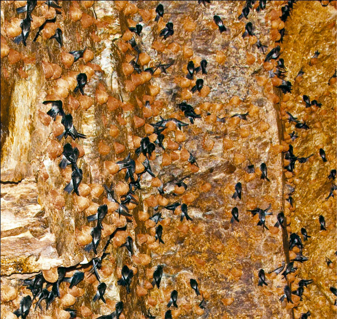 Được mùa yến huyết